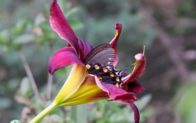 Black Swallowtail Nectaring on Day Lily
