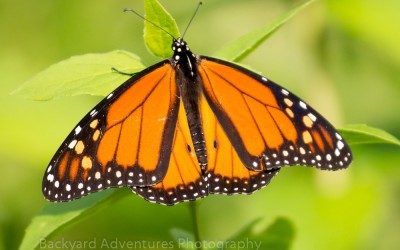 Monarch Butterfly  2