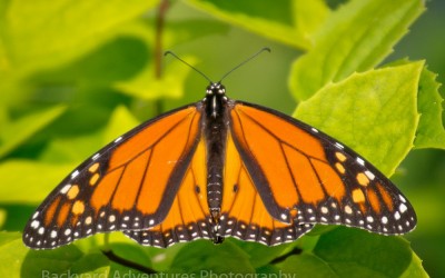 Open Winged Monarch