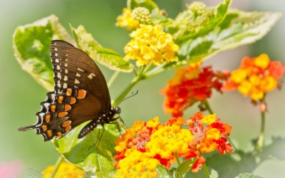 Spicebush Swallowtail on Lantana