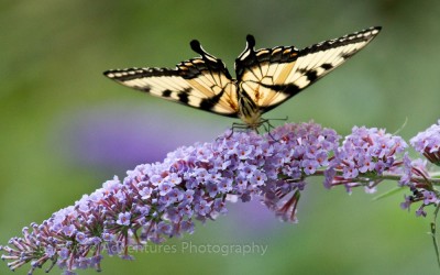 Tiger Swallowtail 2