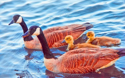 Canadian Geese Family