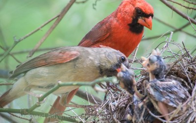 Cardinal Pair Feeding Their Babies