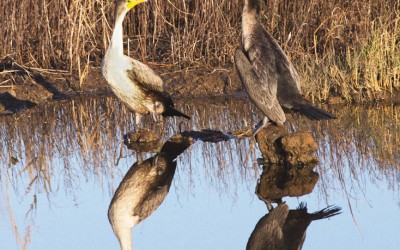 Reflecting Cormorants