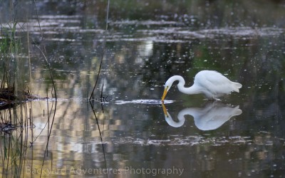 Reflections of an Egret