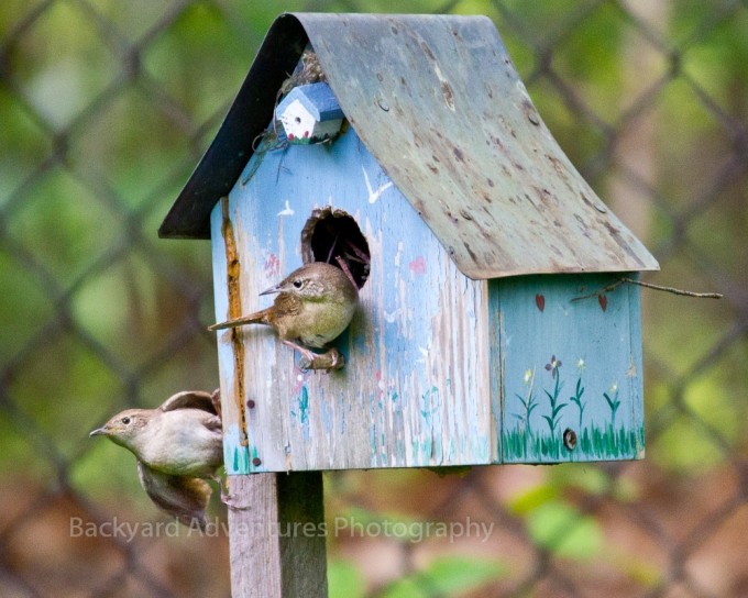 Nesting House Wrens