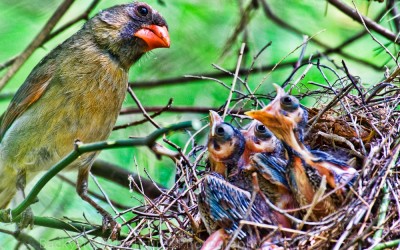 Female Cardinal Feeding the Babies 3