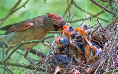 Female Cardinal Feeding the Babies 4