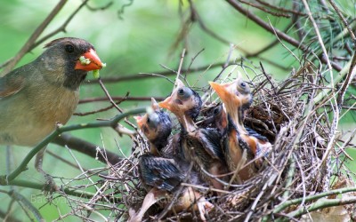 Female Cardinal Feeding the Babies