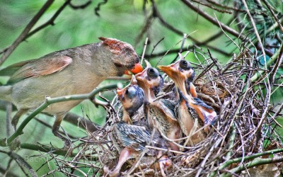 Female Cardinal Feeding the Babies 5