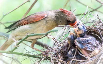 Female Cardinal Feeding the Babies 6