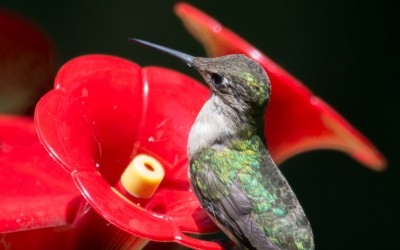 Hummingbird at Feeder 2