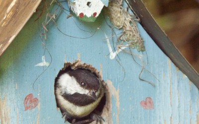Chickadee Moves In