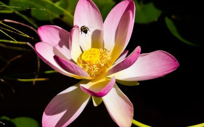Lotus with Bee