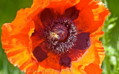 Poppy with Honey Bee