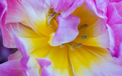 Purple Tulip with Yellow Center