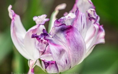 Purple & White Tulip (2)
