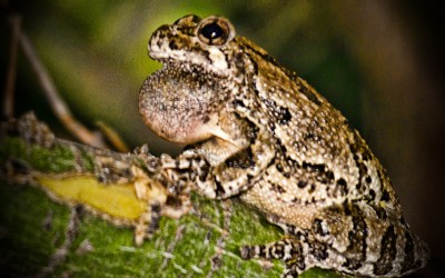 Tree Frog 2