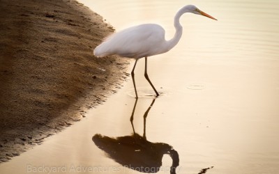 egret with evening shadow