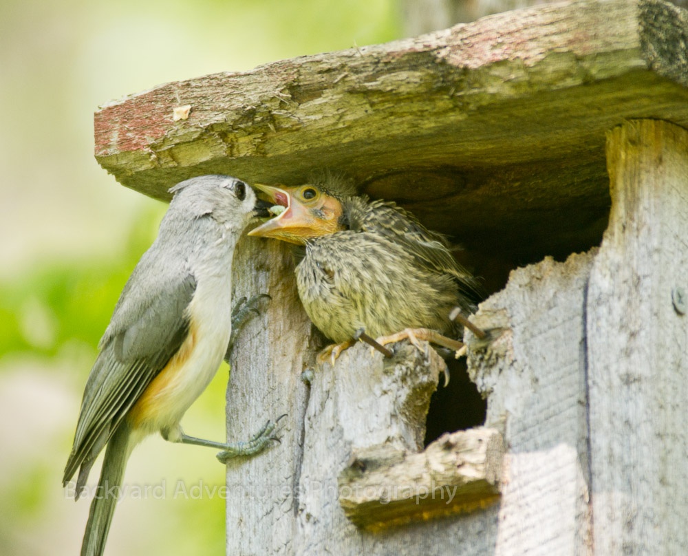 Tufted Titmouse Family