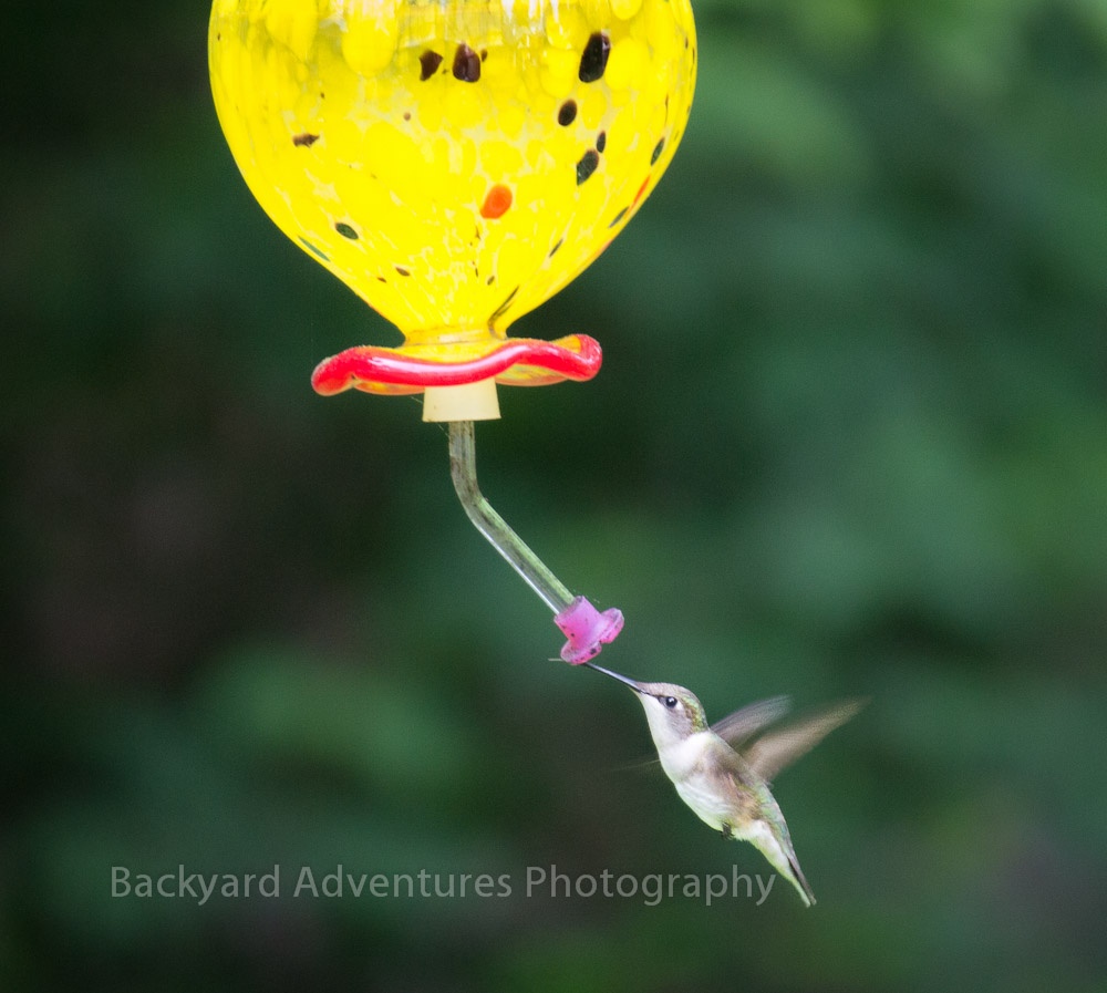 Return of the Hummingbirds ? Backyard Adventures Photography