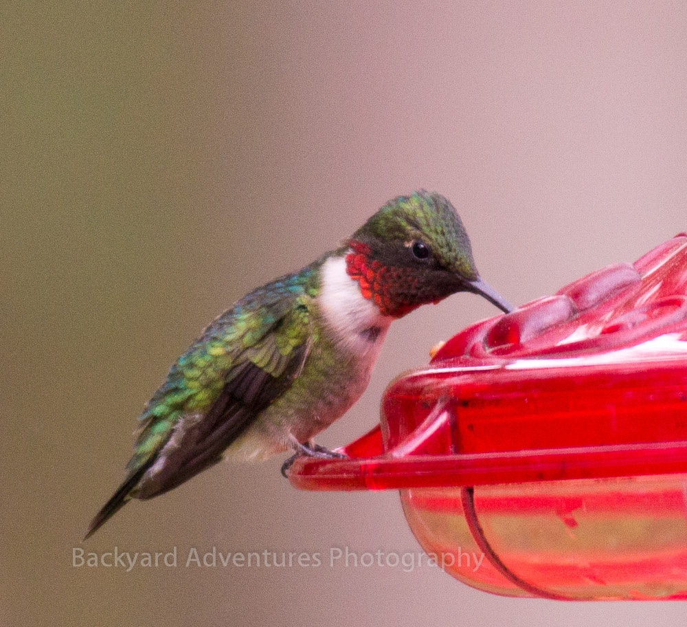 Return of the Hummingbirds ? Backyard Adventures Photography