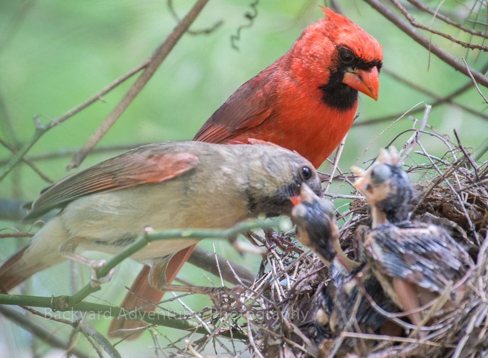 Empty Nesters Tending the Nests