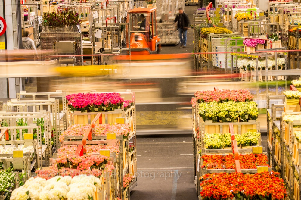 FloraHolland Flower Auction