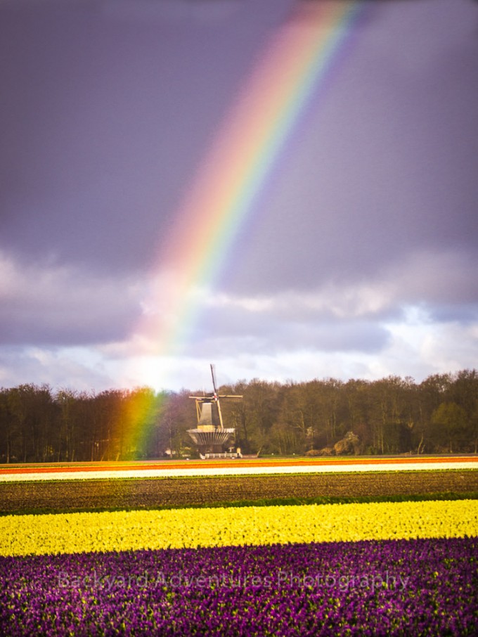 The Flower Fields of Holland