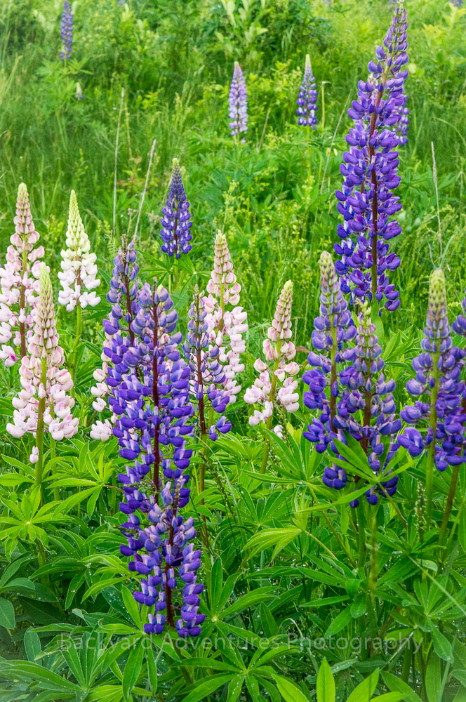 Lupine Festival Backyard Adventures Photography