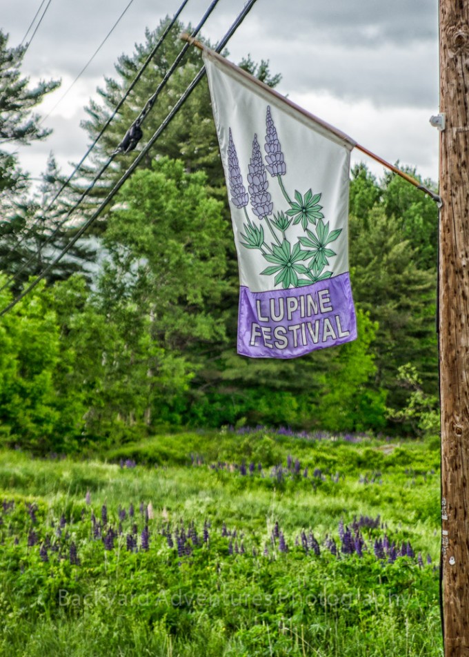 Lupine Festival Backyard Adventures Photography