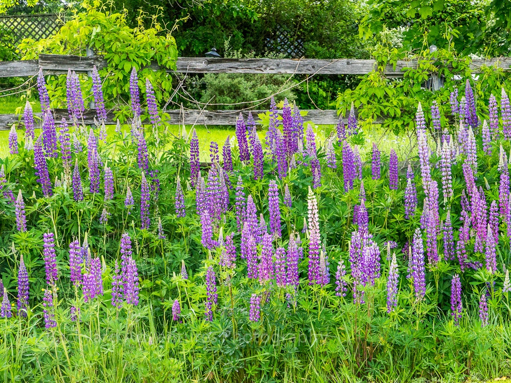 Lupine Festival Backyard Adventures Photography