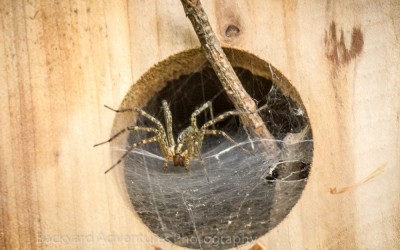 Spider in Birdhouse 1