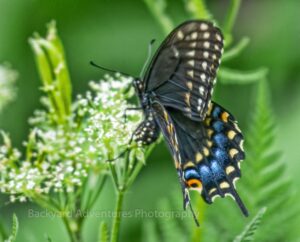 Black Swallowtail 11