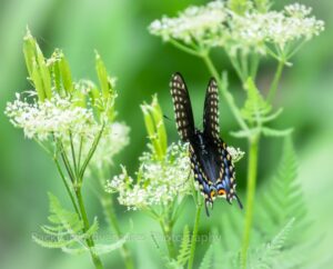 Black Swallowtail 15