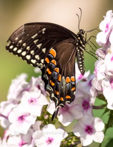 Black Swallowtail 2