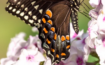 Black Swallowtail 2
