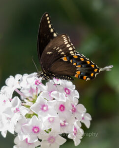 Black Swallowtail 4