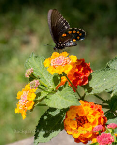 Black Swallowtail 9