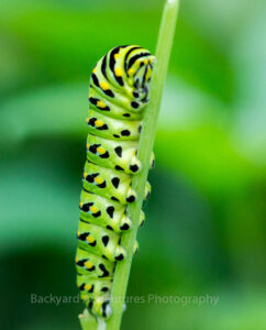 Black Swallowtail Caterpillar 2