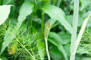 Black Swallowtail Caterpillar 3