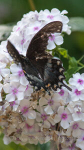 Black Swallowtail 6