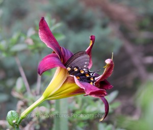 Black Swallowtail Nectaring in Day Lily