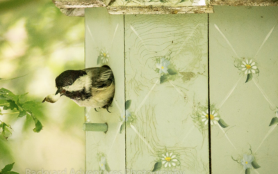 Chicadee-Through-the-lens-of-Love-